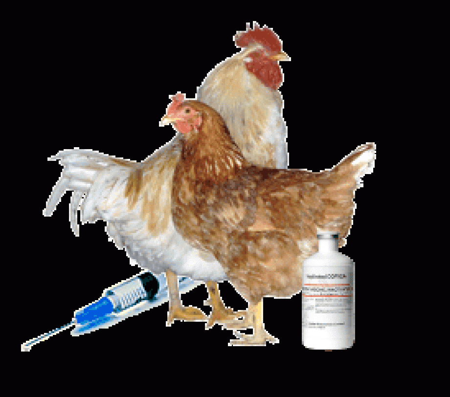 Chickens with vaccines Kitts